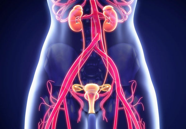 15 Herbs, Supplements and Strategies to Heal Urinary Tract Infection